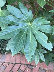 Fatsia