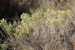 Baccharis articulata