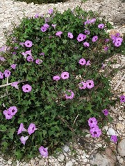 Ipomoea cordatotriloba