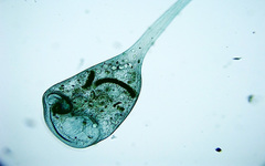 Stentor coeruleus