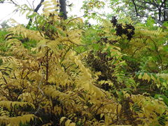 Sorbaria sorbifolia