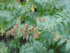 Sorbaria sorbifolia