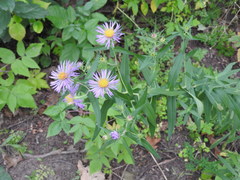 Symphyotrichum novae-angliae
