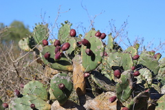 Opuntia megapotamica