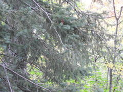 Picea