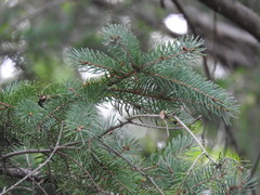 Picea