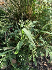 Poaceae