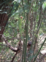 Chamaeleo senegalensis