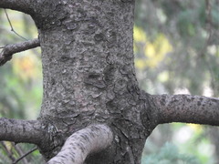 Picea