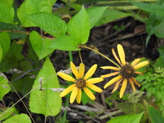 Heliantheae