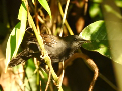 Myrmophylax atrothorax