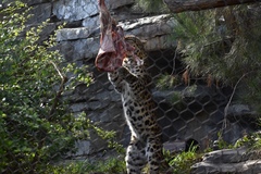 Panthera pardus orientalis