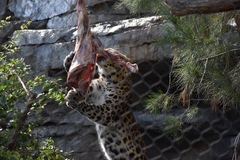 Panthera pardus orientalis