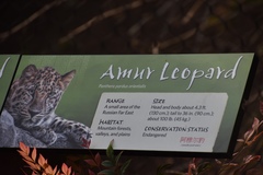 Panthera pardus orientalis