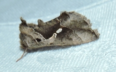 Chrysodeixis subsidens