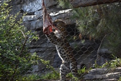 Panthera pardus orientalis