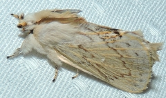 Porela cinerea