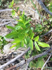 Rosa nitida