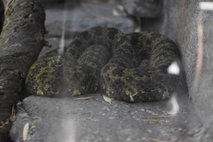 Protobothrops mangshanensis