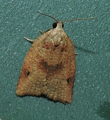 Meritastis