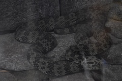 Protobothrops mangshanensis