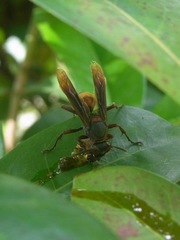 Polistes sagittarius
