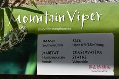 Protobothrops mangshanensis