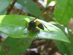 Polistes sagittarius