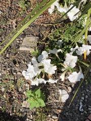 Magnoliopsida