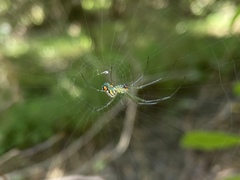 Leucauge argyrobapta