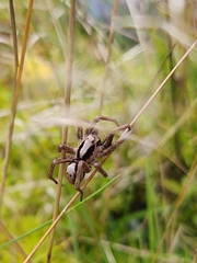 Alopecosa inquilina