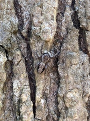 Platycryptus undatus