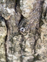 Platycryptus undatus