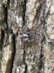 Platycryptus undatus