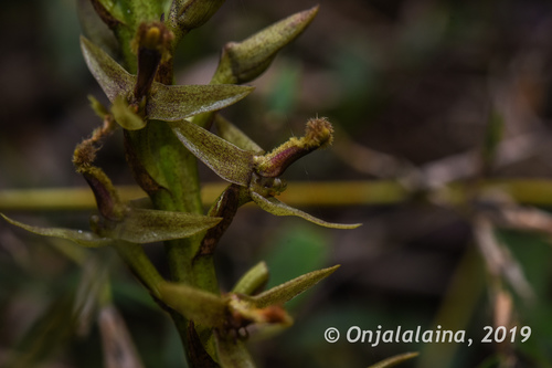 Bulbophyllum anjozorobeense image