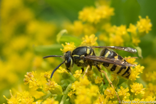 Common Aerial Yellowjacket