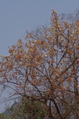 Dombeya rotundifolia