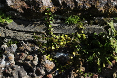 Epilobium nummulariifolium