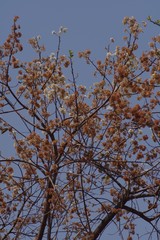 Dombeya rotundifolia