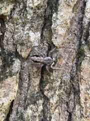 Platycryptus undatus