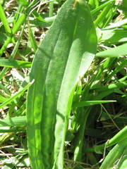 Plantago australis