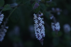 Aloysia macrostachya