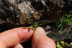 Epilobium nummulariifolium