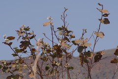 Dombeya rotundifolia