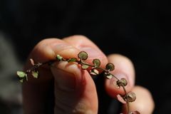 Epilobium nummulariifolium