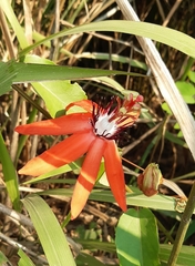 Passiflora miniata