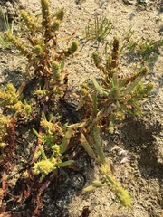 Rumex fueginus