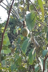 Passiflora miniata