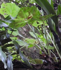 Image of Begonia plebeja