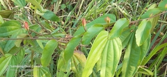 Passiflora miniata